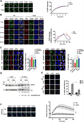 Quantitative Analysis of the Protein Methylome Reveals PARP1 Methylation is involved in DNA Damage Response